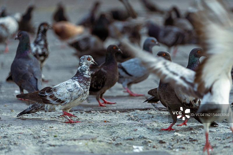 马来西亚户外栖息的鸟类特写图片素材