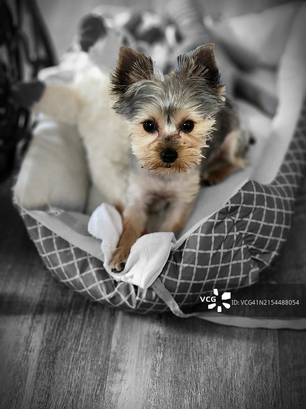 美国田纳西州小狗的特写图片素材