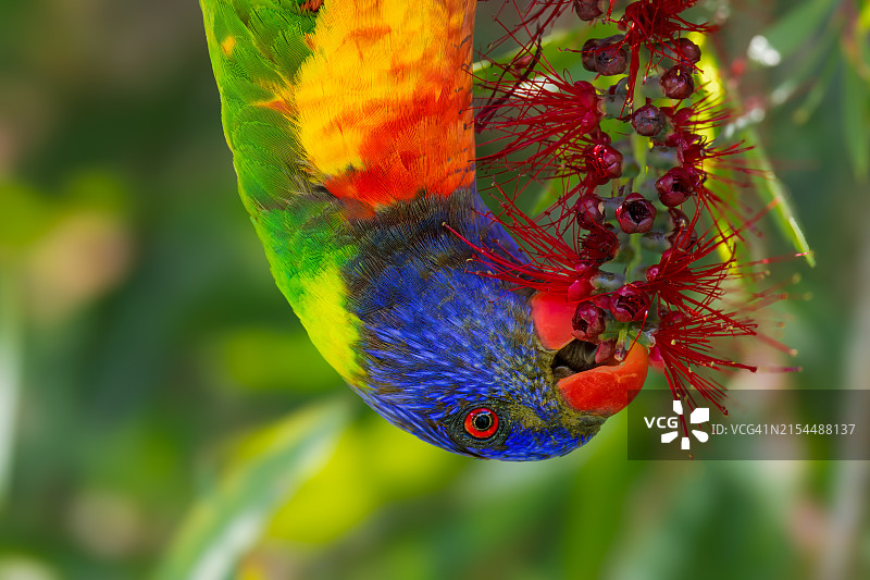 鹦鹉栖息在树上的特写图片素材