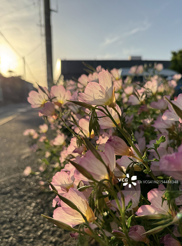 日本粉色开花植物特写图片素材