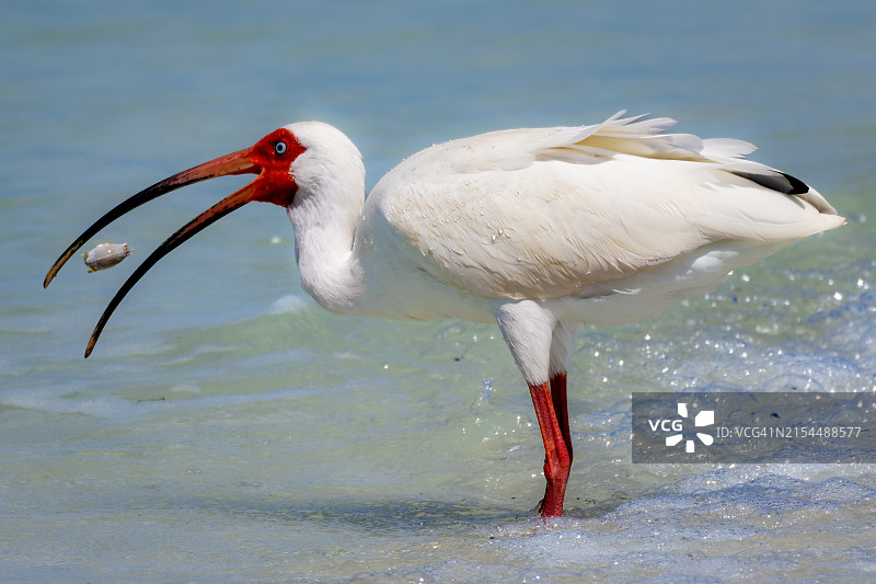 美洲红鹮在美国佛罗里达州博尼塔斯普林斯海中的特写图片素材
