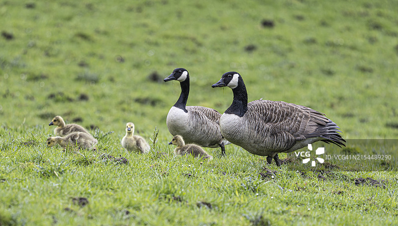 鸭妈妈和小鸭子图片素材