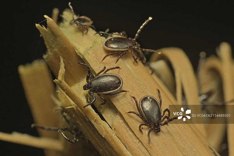 昆虫在植物上的特写图片素材