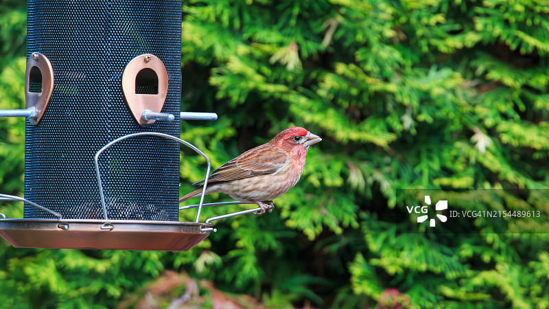 美国华盛顿州博瑟尔喂食器上栖息歌雀特写图片素材
