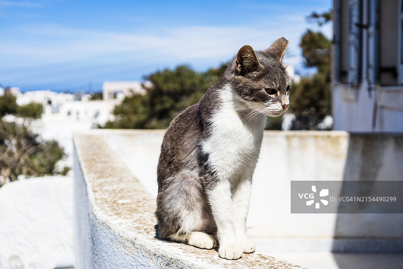猫坐在户外的特写图片素材