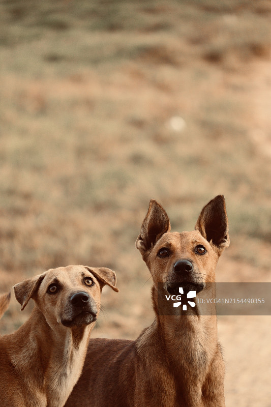 狗的肖像图片素材