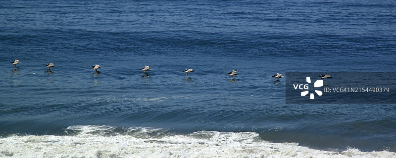 鸟瞰飞越加利福尼亚州穆古角海面的鸟群图片素材