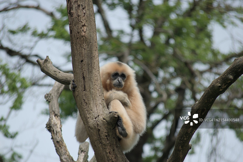 猴子坐在树上的肖像图片素材