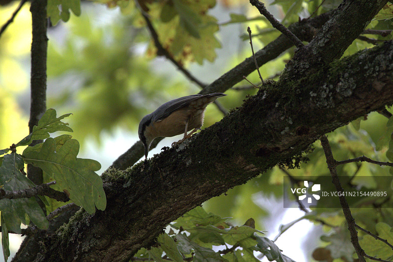 鸣禽栖息在树上的特写图片素材