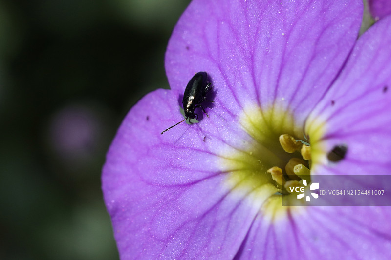 昆虫在花上的特写图片素材