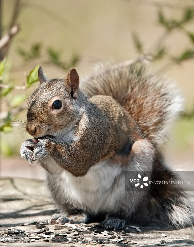 灰色美洲红松鼠吃食物的特写图片素材