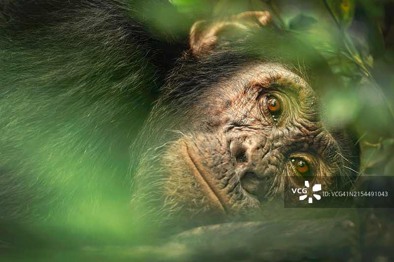 大猩猩特写图片素材