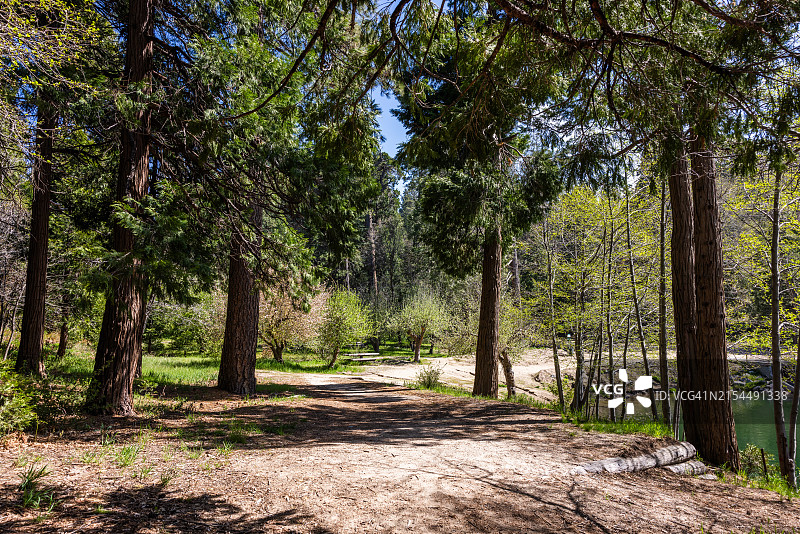 森林树木，箭头湖，加利福尼亚州，美国图片素材