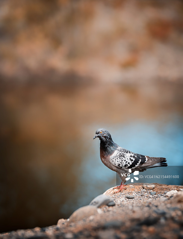 栖息在岩石上的鸣燕特写图片素材