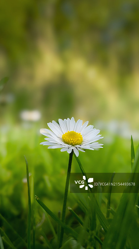 白色雏菊的特写图片素材