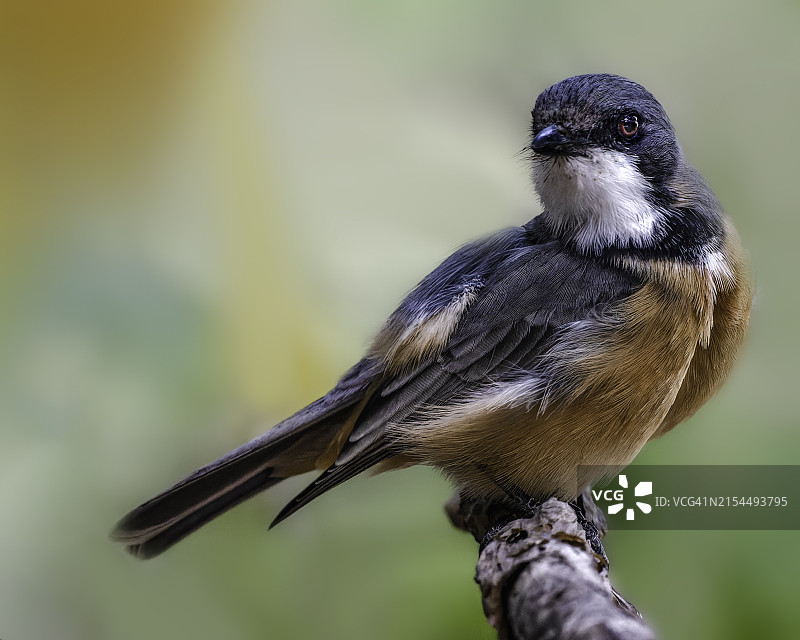 红胸短脚鳾栖息于树枝的特写图片素材