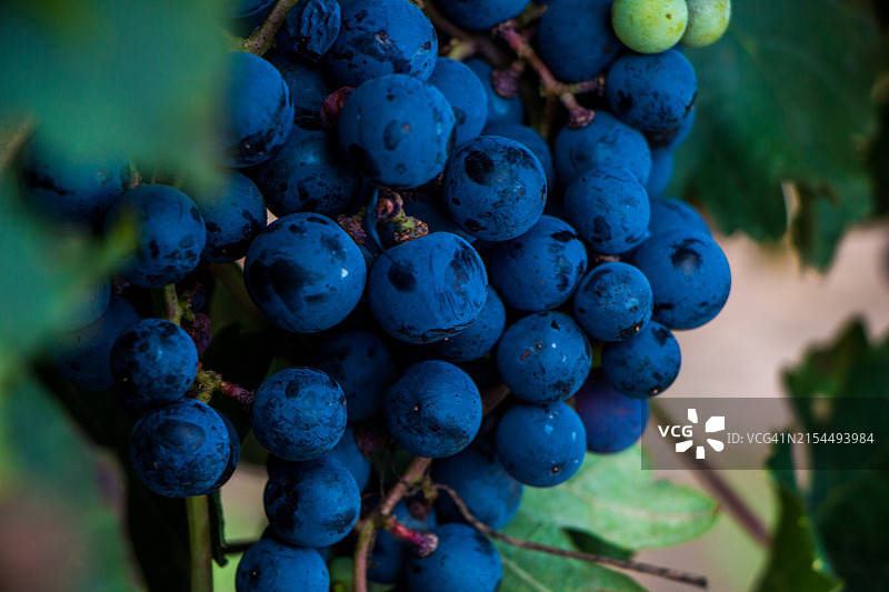 葡萄园里的葡萄特写，巴西伯南布哥州图片素材