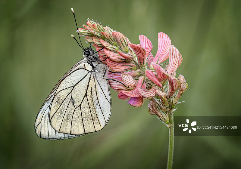 蝴蝶在花上授粉的特写图片素材
