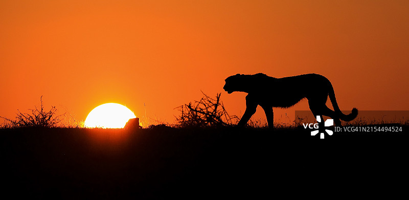 小狗轮廓图片素材