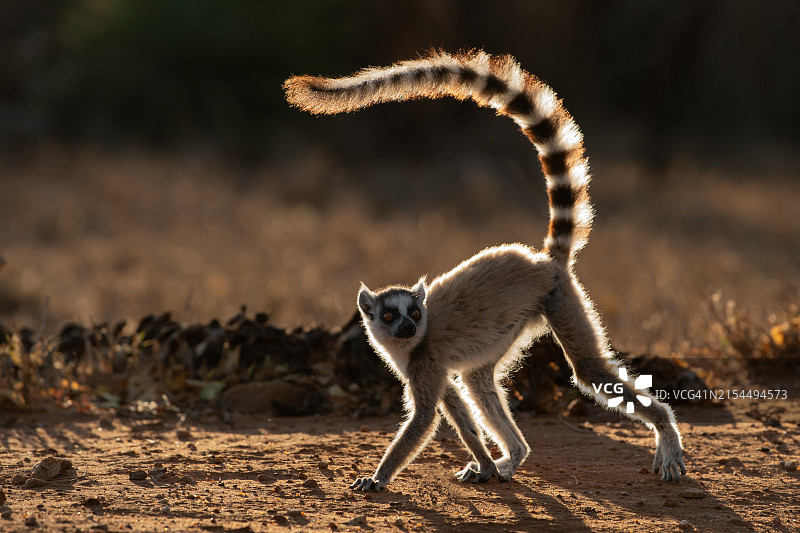 狐獴在田野上行走的画像图片素材