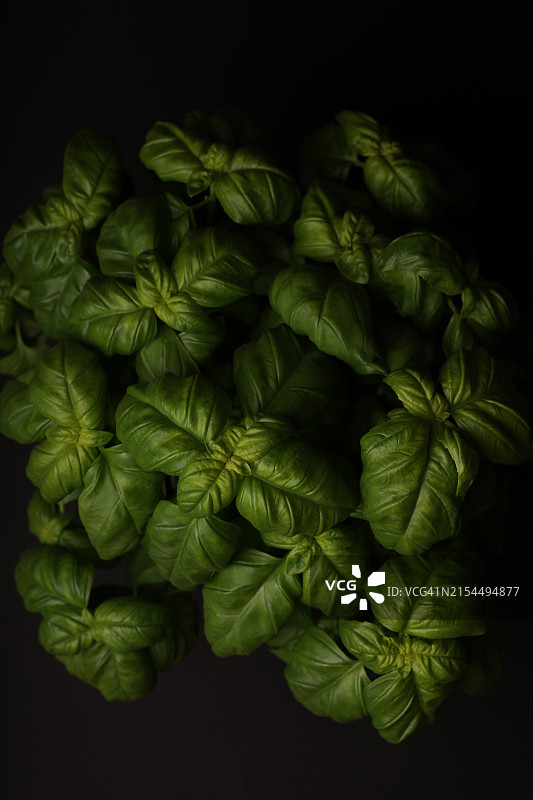 绿叶特写，黑色背景图片素材