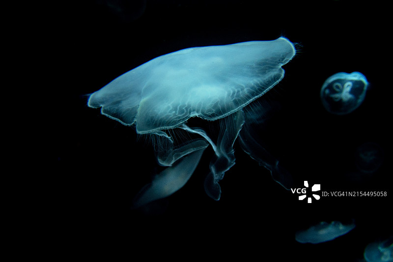 黑色背景下的水母特写图片素材