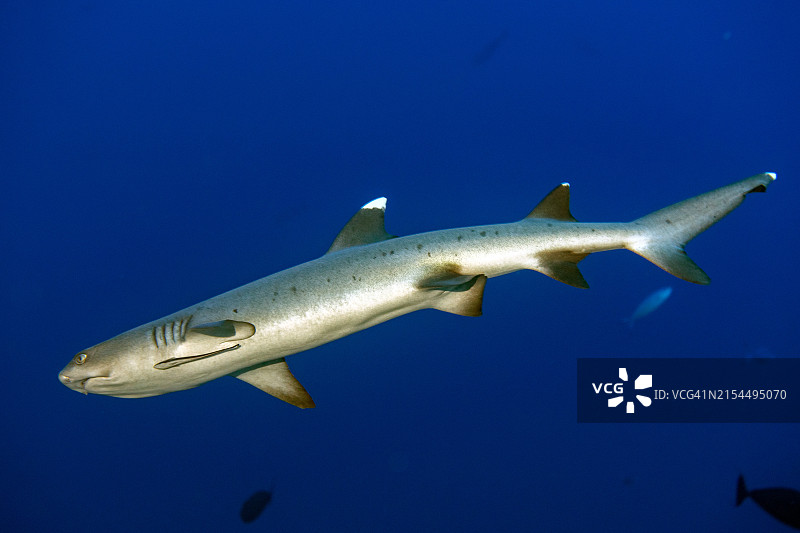 海中鲨鱼游泳的特写图片素材
