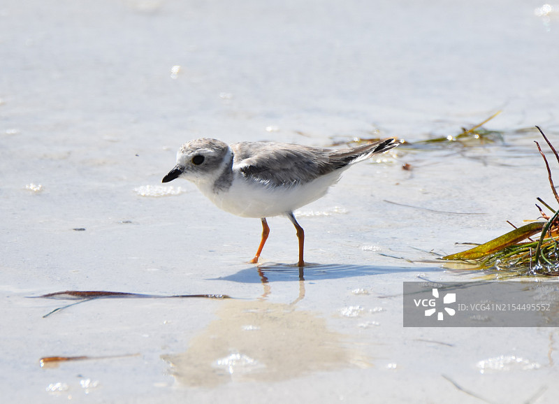 沙滩上的海鸥特写，佛罗里达，美国图片素材