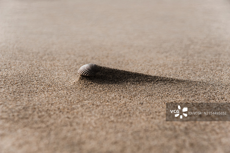 沙滩上的贝壳特写图片素材