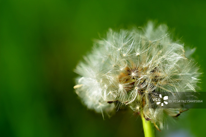 蒲公英花特写图片素材