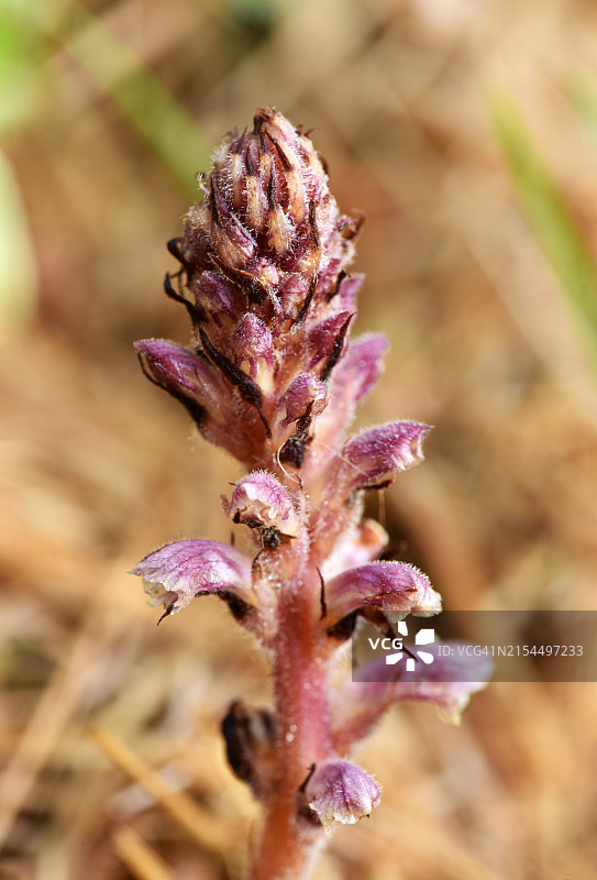 粉色花朵的特写图片素材