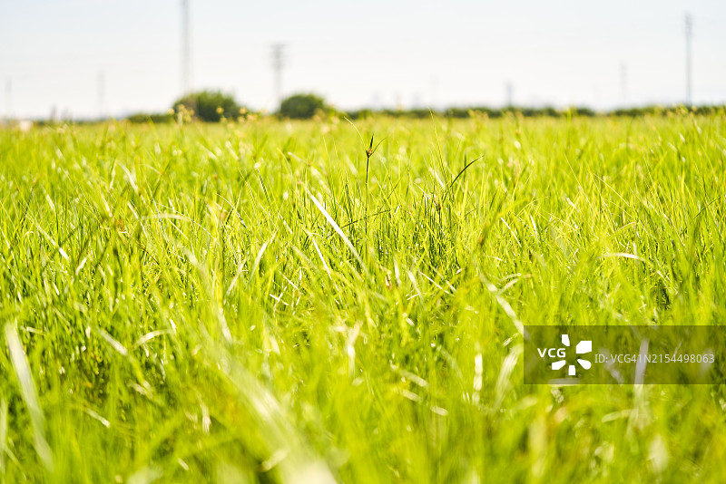 传统农业黄色油莎草种植园户外自然风光特写图片素材