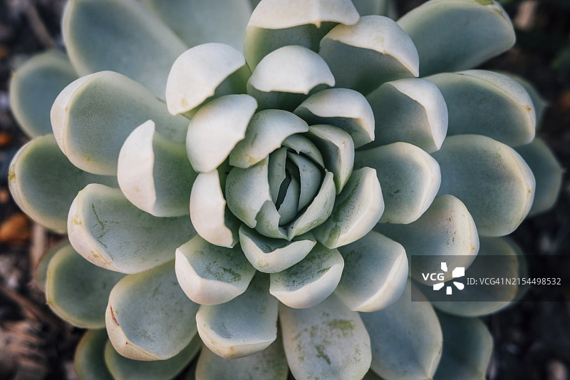 俯视：螺旋仙人掌叶图片素材