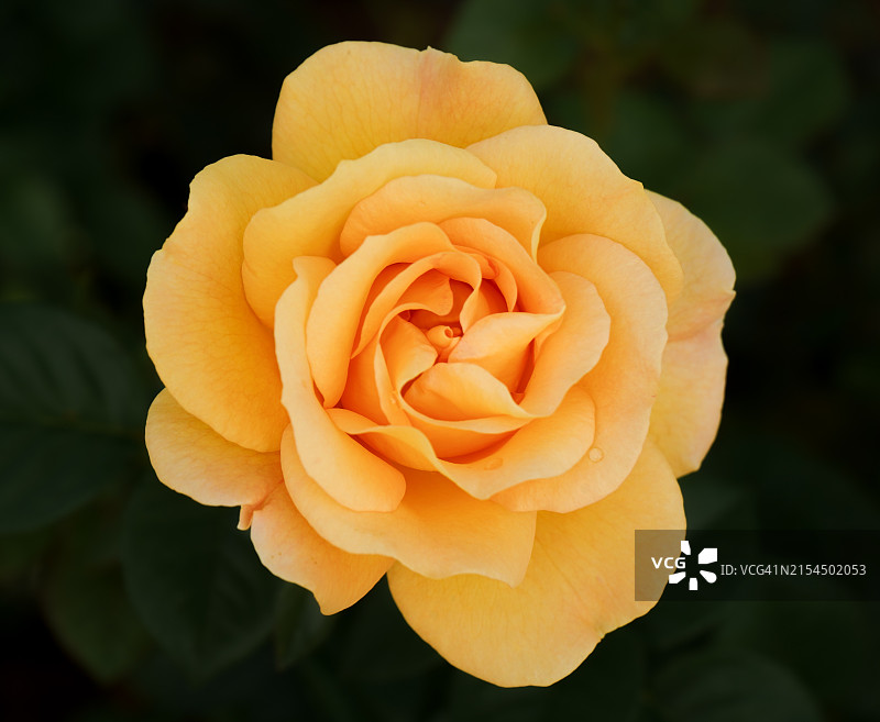 玫瑰特写图片素材