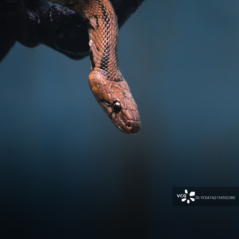 毒蛇特写图片素材