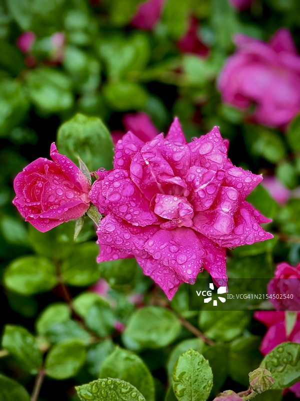 粉色玫瑰花特写，美国华盛顿哥伦比亚特区图片素材