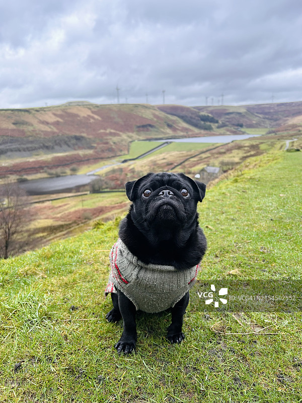 田野上的黑色哈巴狗肖像，罗奇代尔，英国图片素材