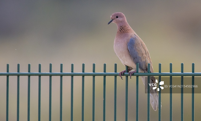 栖息在栅栏上的鸽子特写图片素材