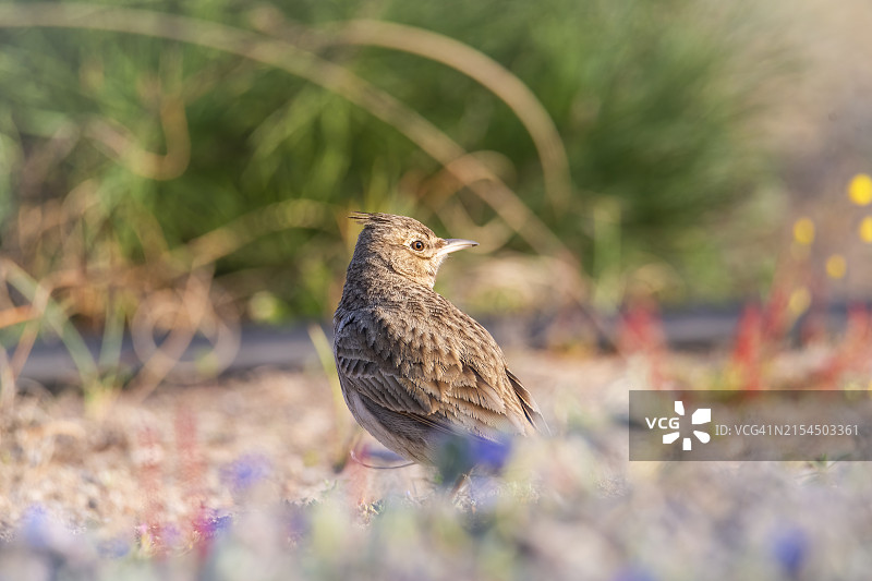 特写：画眉鸟栖息在户外图片素材