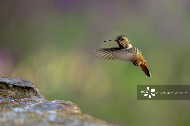 近距离拍摄：蜂鸟在美利坚合众国加利福尼亚州蒙特西托户外飞行图片素材