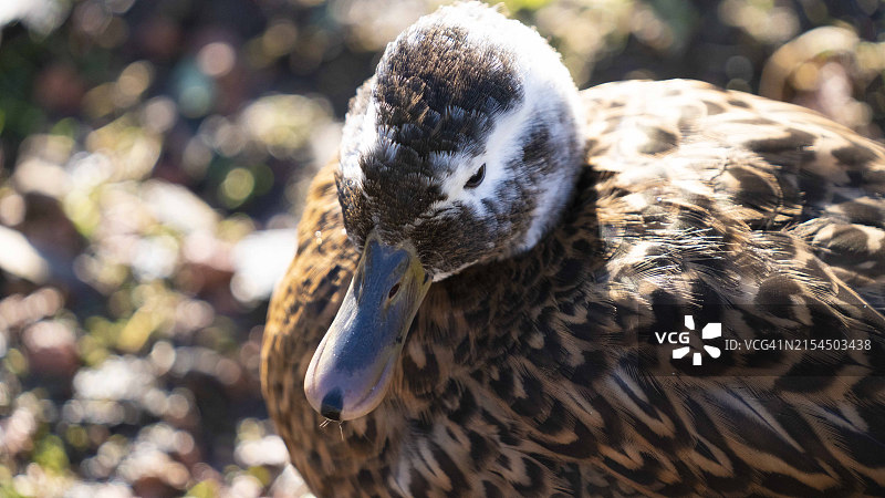 绿头鸭特写，英国伦敦湿地中心图片素材