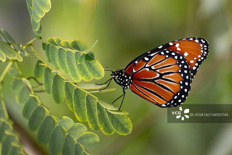 美国佛罗里达州迈尔斯堡，植物上的蝴蝶特写图片素材