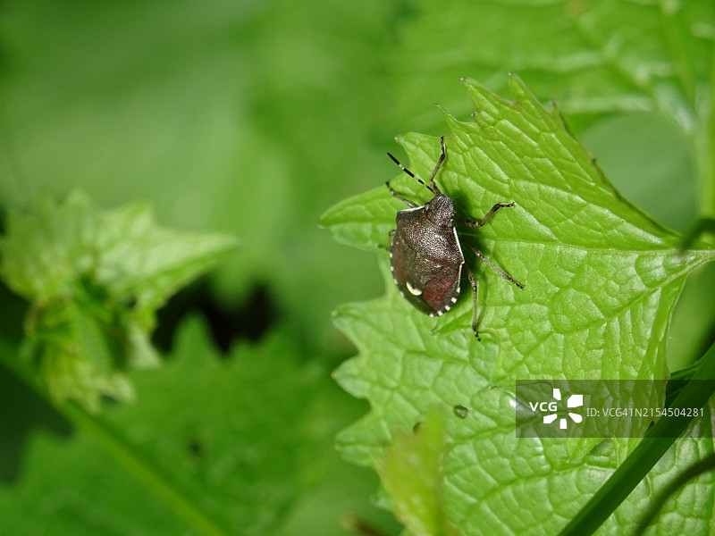 树叶上的昆虫特写图片素材