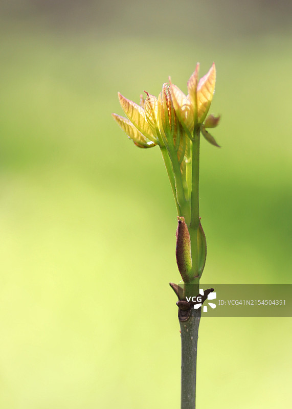 植物特写，加拿安大略省艾尔金港图片素材