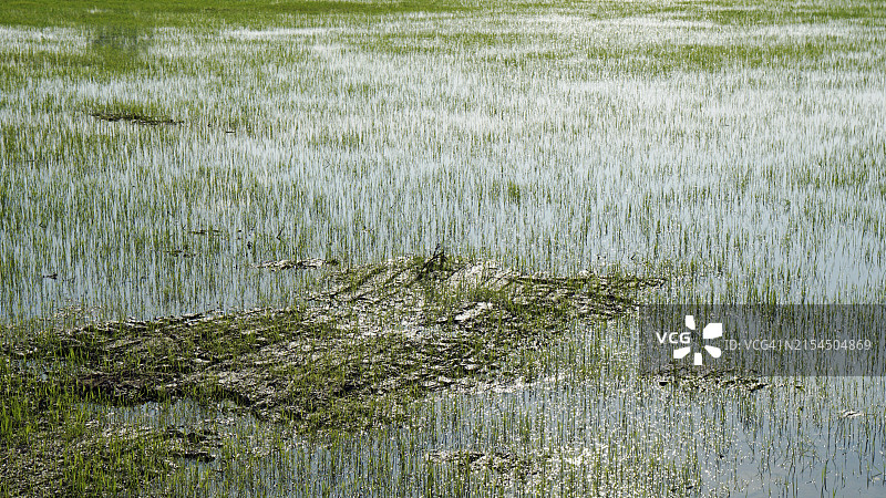 田野植物特写图片素材