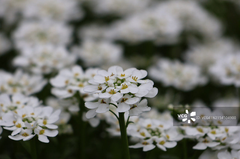 美国新泽西州莫里斯敦白色花卉植物特写图片素材