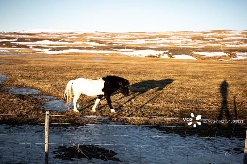 田野中的冰岛小马图片素材