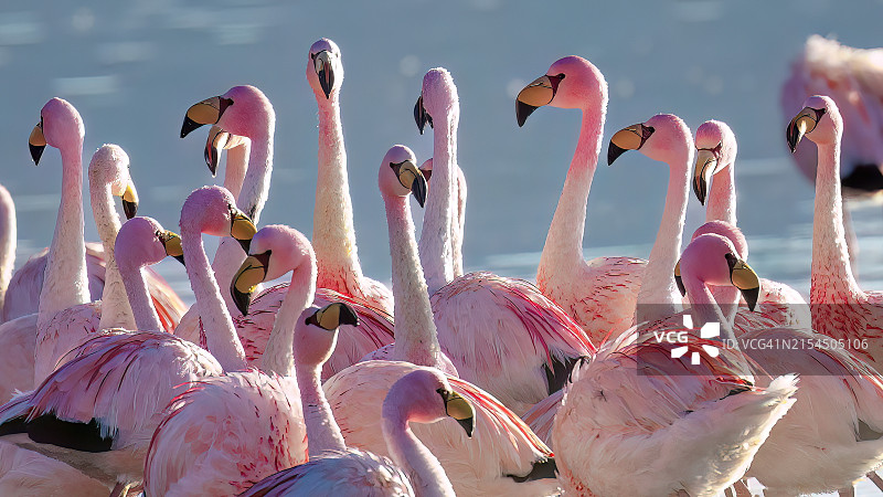 玻利维亚奥鲁罗火烈鸟特写图片素材