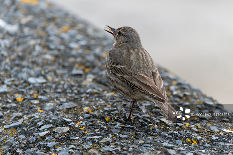 歌鸫栖息在岩石上的特写，英国图片素材