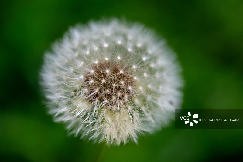 蒲公英花特写图片素材